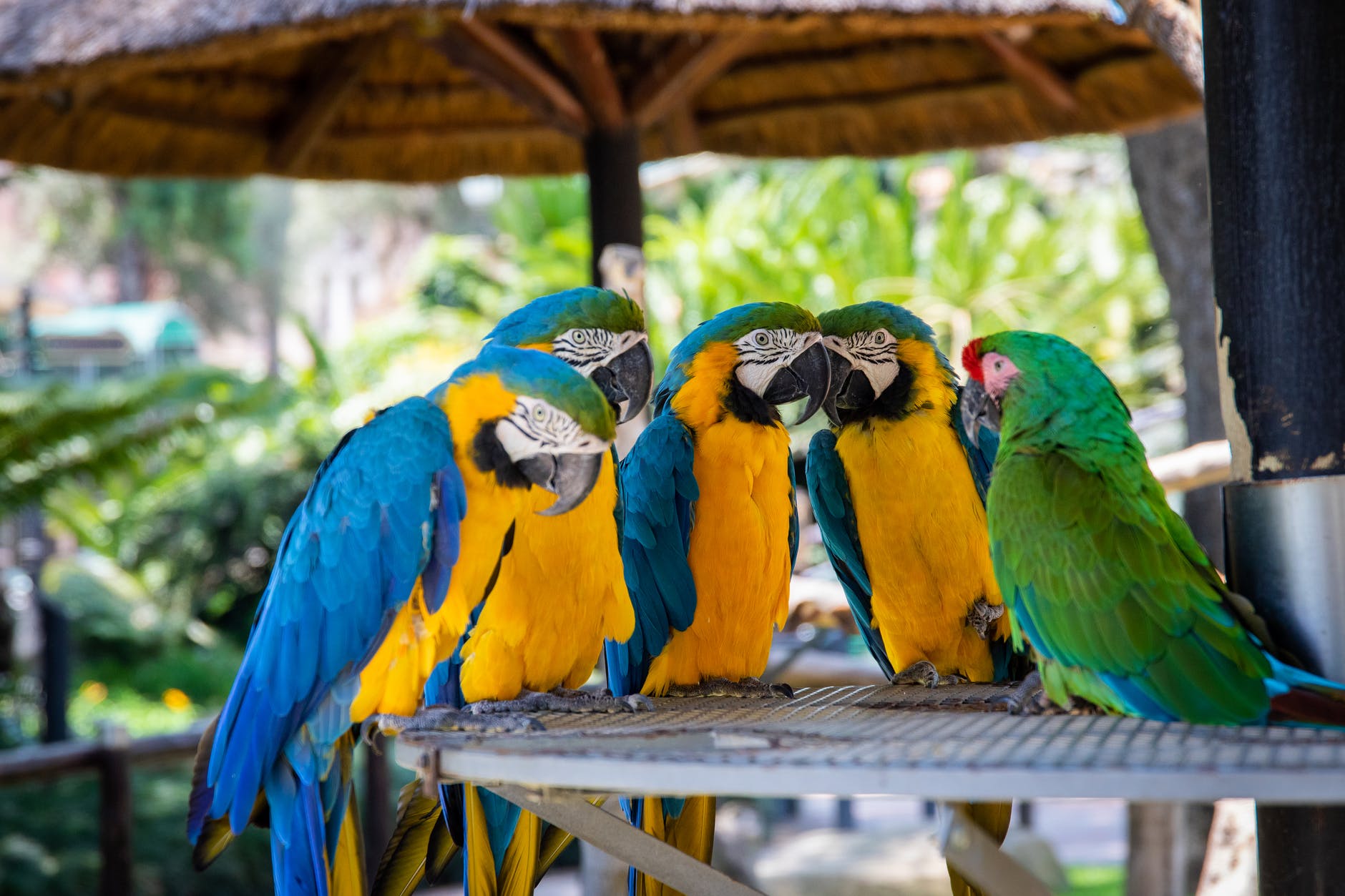 five parrots perched on brown wooden surface