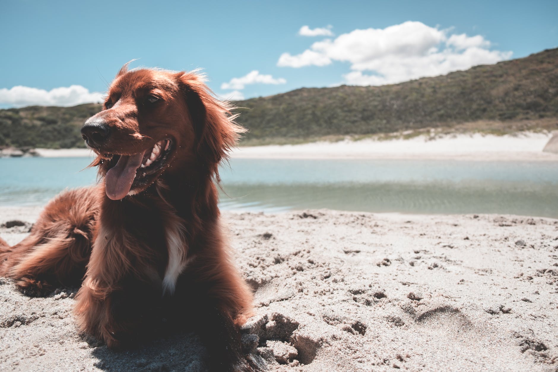 fluffy irish setter on sandy beach of river